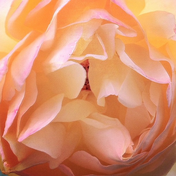 rose〜なんとなく困った顔してるみたいに見えるバラの花