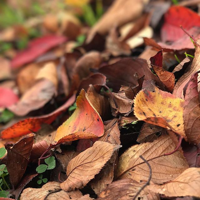落ち葉がいっぱい。秋ですにゃあ（昨日に続き今週2回目）