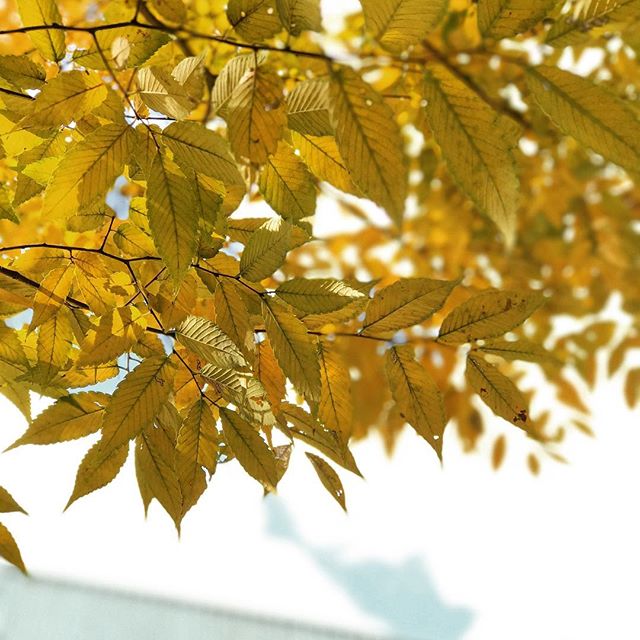 色づきはじめた街中の木々。短い秋の日々。#iphone7plus #被写界深度エフェクト #松山市 #秋 #色づく街路樹