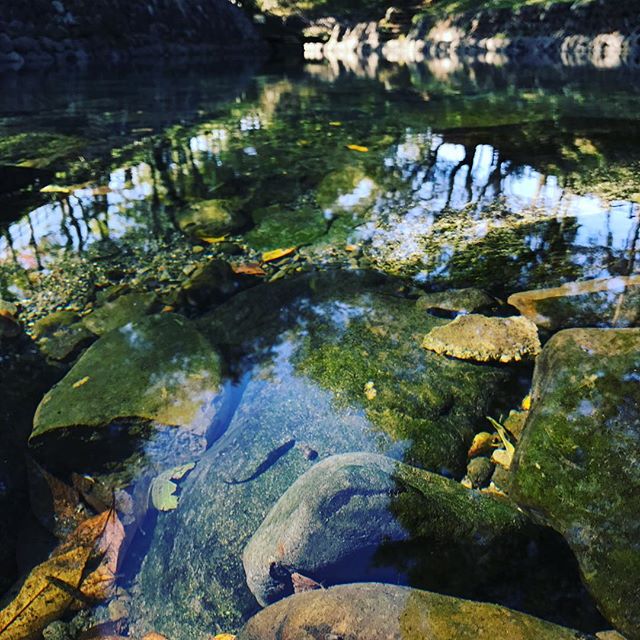 今朝おでかけした重信川沿いの湧水、龍沢泉。キレイな水の中をオイカワがゆらゆら泳いでました。いやぁ、癒やされるなぁ。