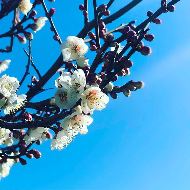 梅ぇは、咲いた。桜はまだまだだろうなぁ。#被写界深度エフェクト #梅 #まだ寒い #もうすぐ春
