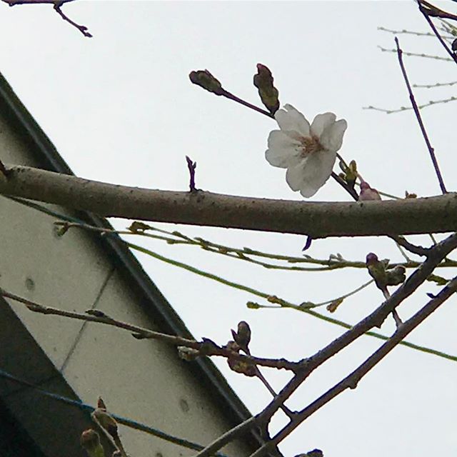 咲きました！今年の初ソメイヨシノ。でもまだまだ寒いねぇ。#松山市 #桜 #サクラ #花一輪