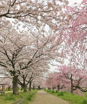 雨だけど、ちょっと家を早めに出て桜の撮影しながら通勤。石手川緑地公園の桜、見事に満開です。週末までキレイに咲いていてほしいな。