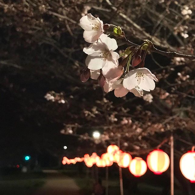 夜桜、提灯、帰り道。