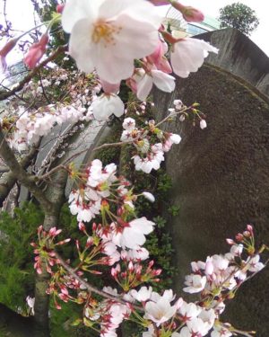 THETAで撮影したパノラマ写真こら切り出した桜の写真。まだまだ5分咲き、ってところかな？来週が楽しみだ♪