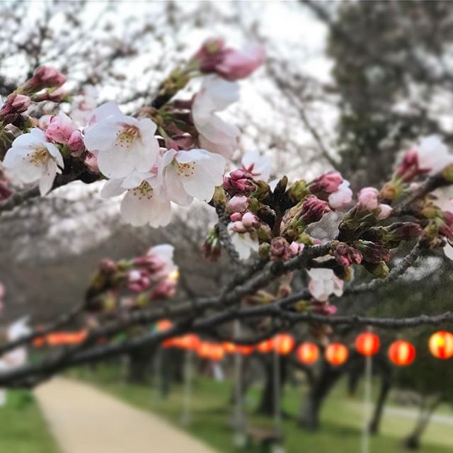 石手川公園はまだ1分咲き。気の早い提灯の下で、早くも花見をしてるグループがいたよwww
