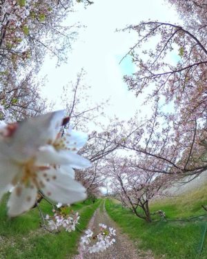 今朝も行ってきた、東温市重信川沿いの公園の桜！