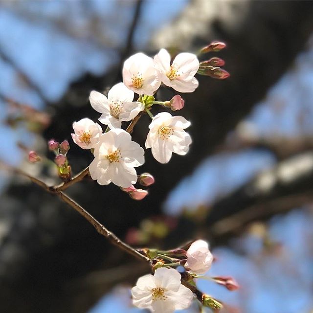 春はやっぱり桜よね！毎年この時期は写真を撮ってアップする枚数が増えるんだよなぁ。