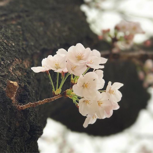 今日は残念ながらの雨模様な空（まだ降ってない）。昨日の桜写真でもアップしまする。松山は満開までもう一息、だな。
