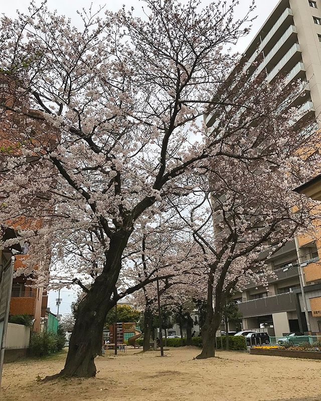 まだ降ってないので、降り出す前の桜の写真。雨降っても、まだ散るなよ〜♪