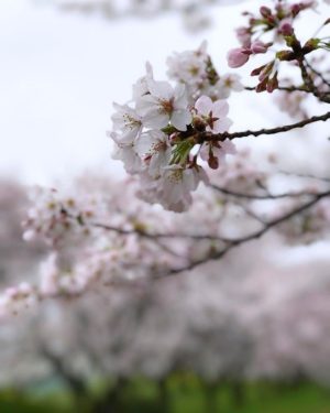 朝から雨だけど早起き－！朝なら誰もおらんから桜が咲いてる公園でドローン飛ばせる！と思ったら、カメラマンさんがおったー！かんがえことは一緒やねー。そして雨が本降りになったので撤収！#iphone7plus #桜 #ポートレートモード #東温市 #重信川 #桜のトンネル