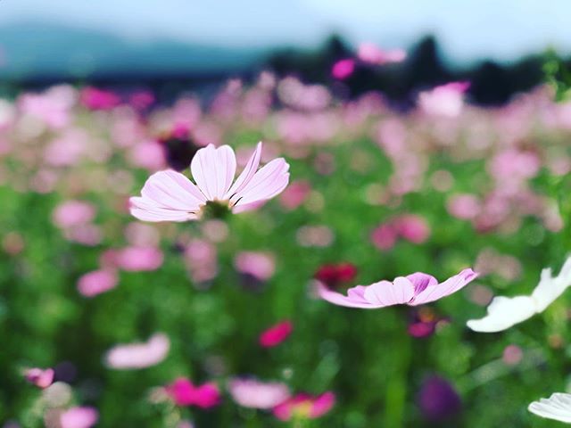 朝からドローン飛ばして遊んだ後は、ちょっと足を伸ばして見奈良のコスモス畑へ。いい感じに咲いてます。今年はコスモス畑が少し狭くなった様子で、ちょっと残念なり。