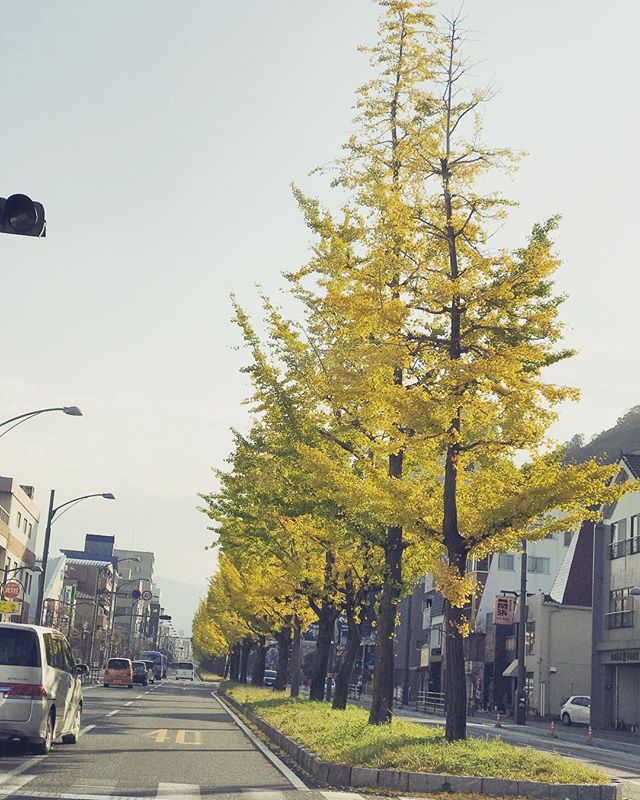 松山市平和通りの銀杏並木。朝陽に照らされて輝く姿も、残り僅か、かな。#イチョウ並木 #銀杏並木 #松山市 #平和通り #朝陽