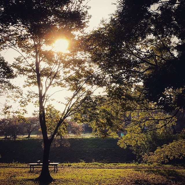 朝の石手川公園。通勤途中にパシャリと。#朝 #石手川公園 #秋 #なんとなくもの悲しい #でも #今日も仕事だがんばろう