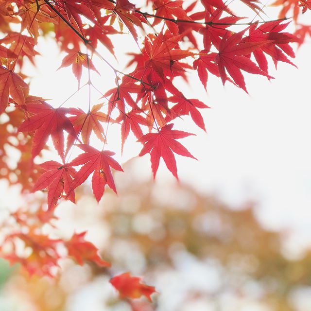 ママんの職場の人たちとバーベキュー。だが、寒いっっっ！そして、いい感じの紅葉を愛でれて満足満足。#紅葉 #バーベキュー #レインボーハイランド #松山市野外活動センター #秋