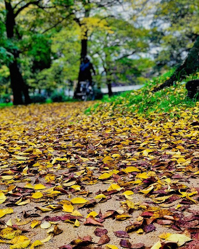今朝の石手川公園。落ち葉だらけの遊歩道。#石手川公園 #落ち葉 #遊歩道 #松山市 #秋 #コントラスト上げてみた