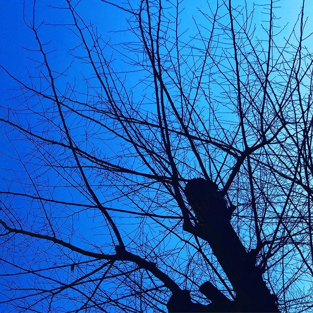 青空と木の枝。