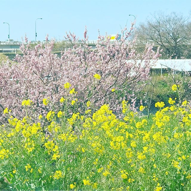 愛車の車窓から。菜の花、梅、青空。春だなぁ…。Fleur de viol, prune, ciel bleu.