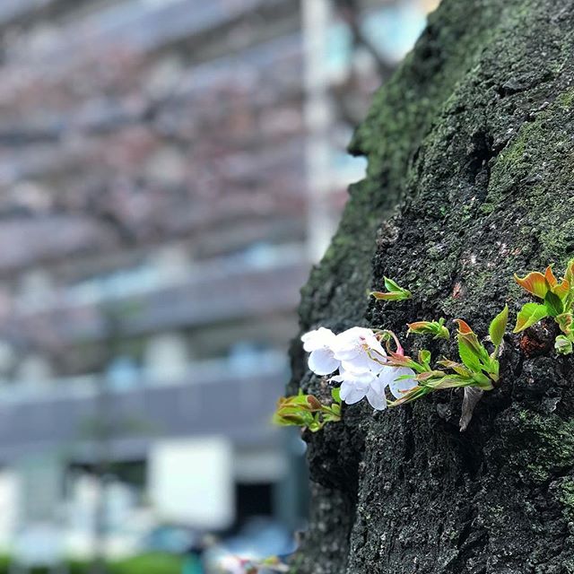 せっかく開花したというのに、雨に打たれる桜。まだまだ1分咲き、見頃は来週ぐらいかな？#桜 #サクラ #松山市 #ソメイヨシノ #雨