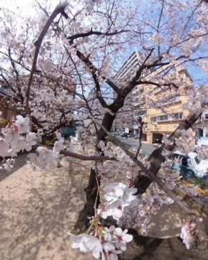 今日もまた 会社の近くの公園の 満開桜 パノラマ撮り悦