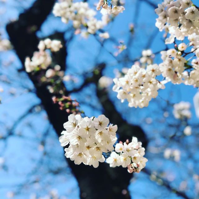 会社近くの公園の桜がキレイに咲きました。肌寒いけど、春ですねぇ。