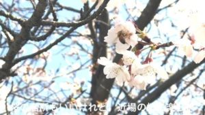 天気も良い日曜の昼下がり、ぷらっと石手川公園へ桜を見てきました。そして、スマホ動画の練習。なんか官公庁のスポット紹介ぽくなるのは何でだwwww#桜 #松山市 #石手川公園 #動画 #動活 #スマホ動画 #スマホで動画編集