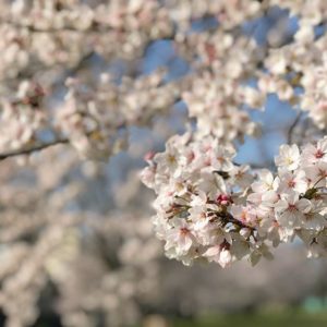 今朝（2018/03/28）の石手川公園の桜。いい天気が続くので、きれいな桜が毎日楽しめてうれしいねぇ。#石手川公園 #桜 #松山市 #ソメイヨシノ