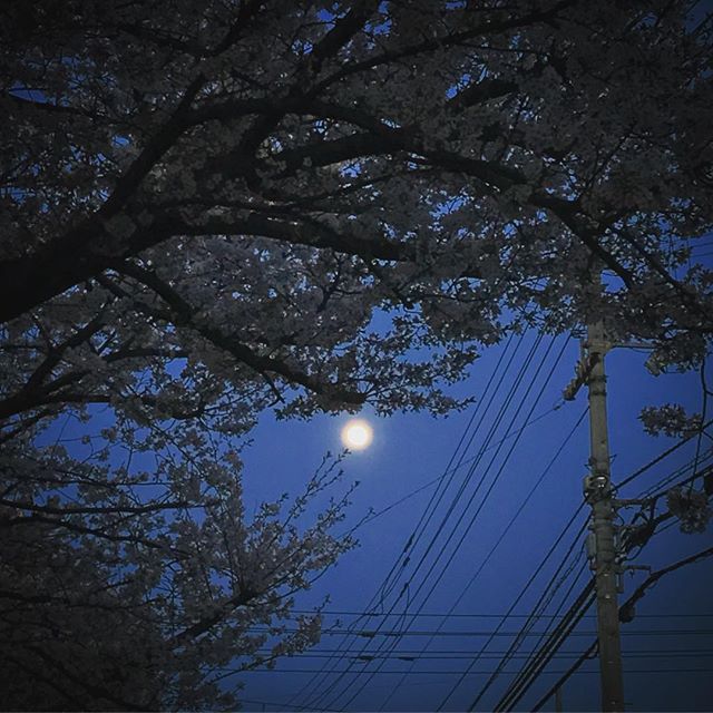 満月、夜桜、電柱の影。風情があるのかないのやらwww#夜桜 #満月 #松山市 #iphone7plus #色イジりまくり
