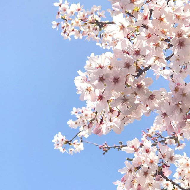 桜、満開。#桜 #満開 #青空 #松山市 #iphone7plus の #本気