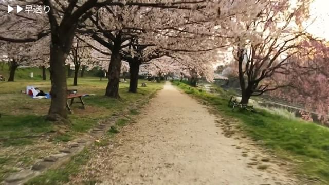 夕闇迫る石手川公園の桜並木をチャリで走ってみた、の動画。立花橋の東側の北岸、南岸、そして永木橋の東側。見どころいっぱいで楽しいですなぁ。