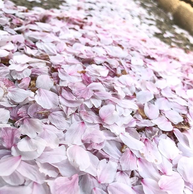 散りゆく桜。舞い落ち積もった花びらの佇まいさえ美しい。#桜 #花びら #松山市