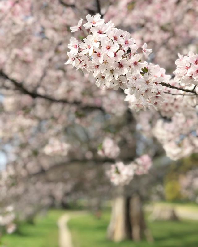 石手川公園の桜。もうすぐ散ってしまうのね…今年は長く楽しめたなぁ。#桜 #松山市 #石手川公園 #満開 #iphone7plus #ポートレートモード