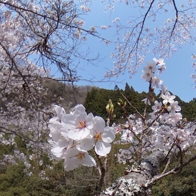 桜、山、谷、小川のせせらぎ。時間を忘れてのんびりしたひととき。気持ちの良い日曜の昼下がり。#松山市 #桜 #小川 #せせらぎ #THETA #パノラマ