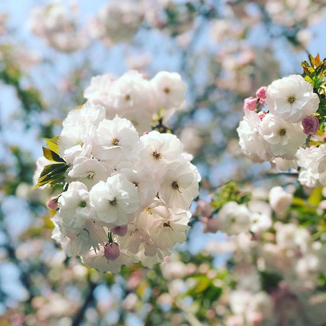 牡丹桜？かな。よく咲いてます。