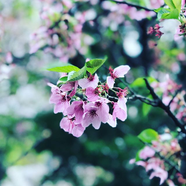 雨と風ですっかり散ってしまいました。今年の桜よ、楽しませてくれてありがとう。#桜 #松山市 #雨 #風が強い #舞い落ちる花びら