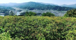 大洲の冨士山公園につつじを見に来た…が…つつじはほとんど散ったあと！残念！でも、新緑と大洲の景色が一望できてなかなかに気持ちいい〜♪