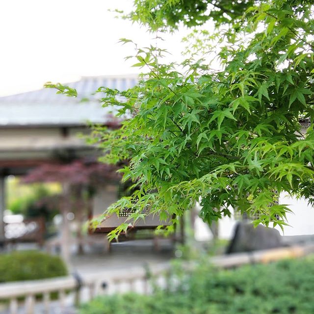 ポートレートモードで撮ってみた松山市の杖の淵公園。久々に行ったけど、風情があっていいわあ。#oppo #r11s #スマホ写真部