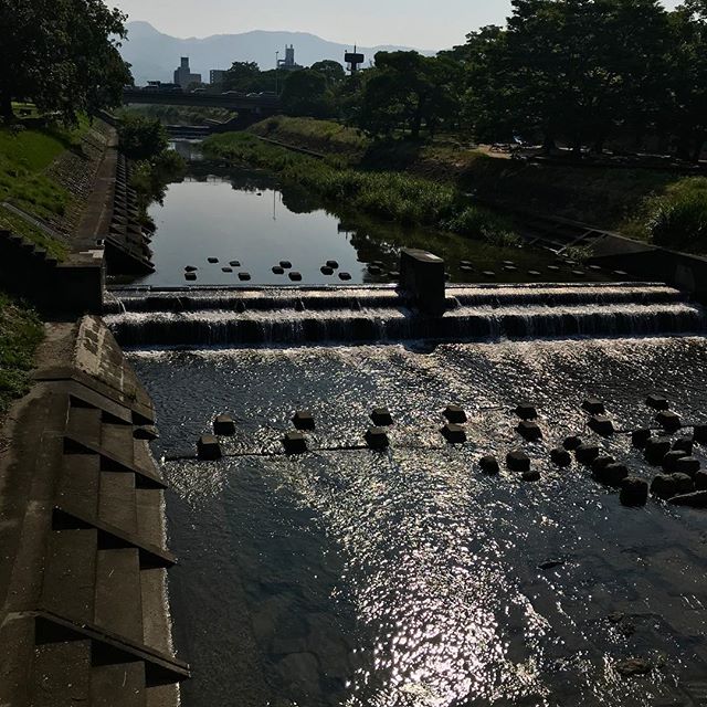 朝日に輝く石手川。おはようございます。今日も熱くなりそうだなぁ。