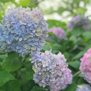 石手川緑地公園のあじさい。大きく咲いてます。うん、キレイだ。#iPhone7plus #ポートレートモード #あじさい #紫陽花 #梅雨