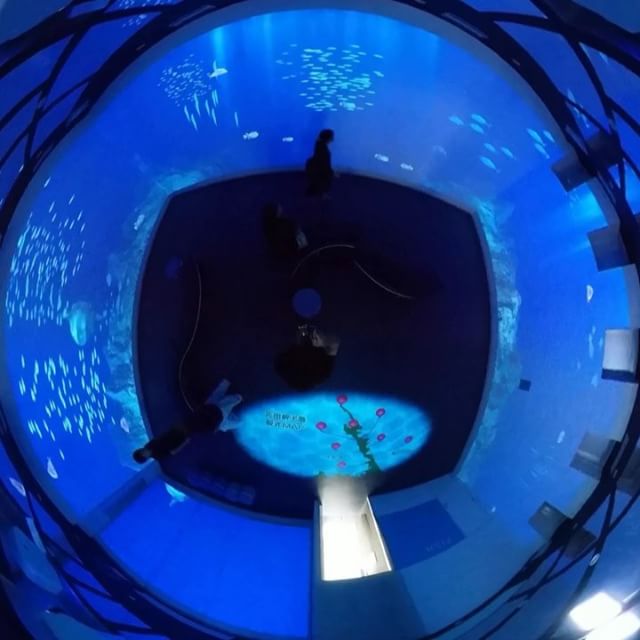 佐田岬の道の駅「伊方きらら館」2Fのきららアクアリウムを全天球動画にしてみました。会議室風の部屋の四方へ海の中の映像がプロジェクションマッピングで投影されます。出てくる魚は佐田岬に生息する魚たちだとか。予想外に楽しめましたっ！#佐田岬 #伊方町 #きらら館 #プロジェクションマッピング #予想外に楽しい