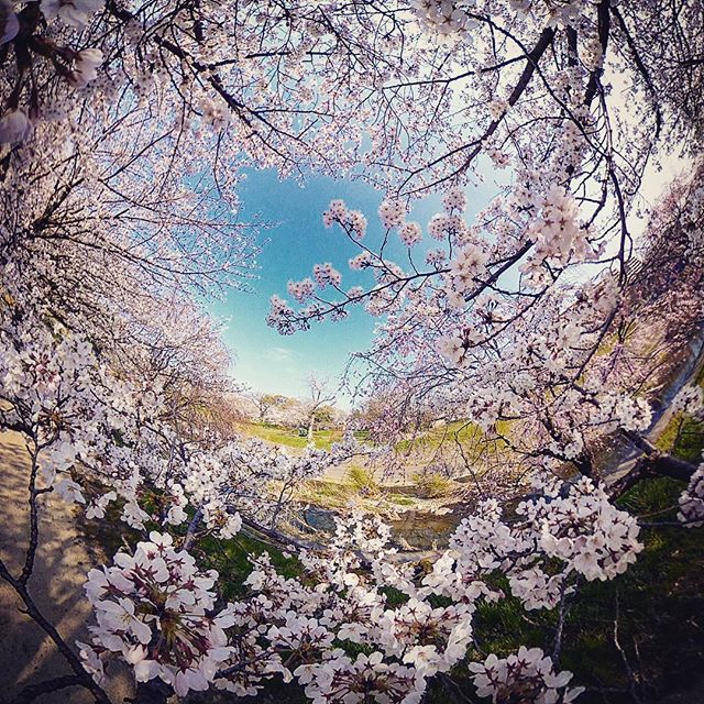 全天球パノラマな桜の写真もアーティスティックにwww#バエアート