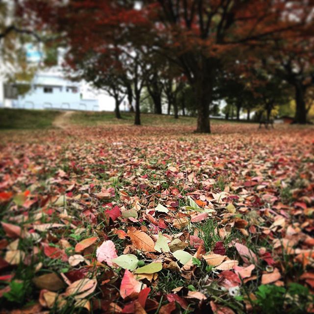 何気ない、朝の石手川公園の落葉。