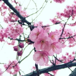 石手川公園の、早咲き桜、陽光かな？キレイに咲いてました。