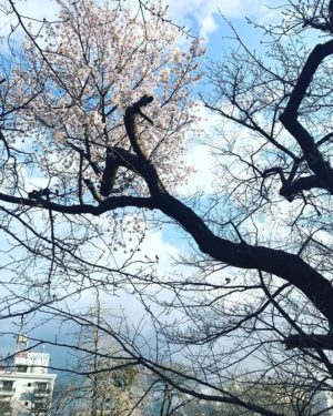石手川公園のさくら、一輪…どころか一本の木の一部の枝のみしっかり咲き乱れてます。いいねぇ。