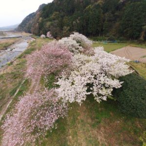 久々にドローン飛ばしてきた。ちょっとクルマで走って桜と小川のいいポイント、見つけました。