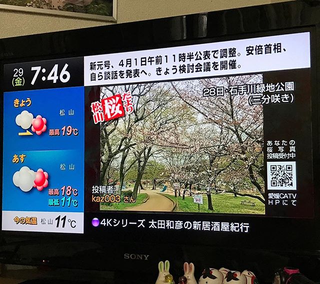 愛媛CATVのお知らせチャンネルの、桜写真投稿企画、採用されましたー！見られるのは一瞬で1〜2日しかオンエアされないけど、うれしい〜♪また、投稿しようっと。