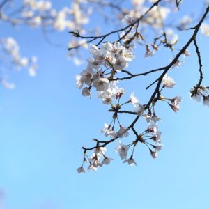 今日の桜。iPhone7plusとドローンで撮影してみた。今年は天気に恵まれてるので、撮影しがいがあるねぇ。