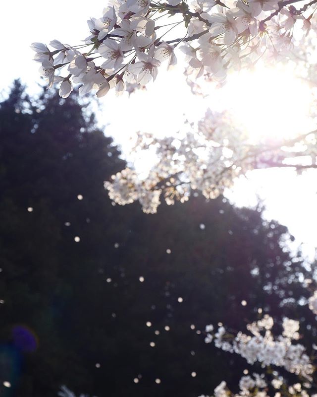 桜の写真を撮ってたら、いい感じに風が！花びらが吹かれて舞い踊る〜♪ 今年は全力で桜を満喫しております。撮影地／桜三里 「愛媛県3社共催 @kaizoku24 @fmmarche @sarala_hime の#海賊桜フォトコン2019 にエントリー中！」