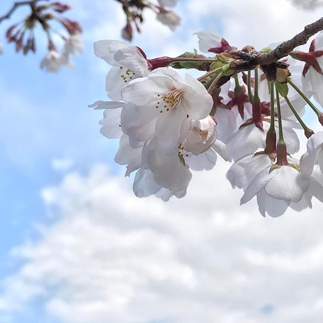 最近桜の写真はデジイチ使ってばっかりだけど、条件が良ければiPhoneでもいい写真が撮れるんだっ！てことを実現してみたの図の、桜。#iPhoneでもできるもん！
