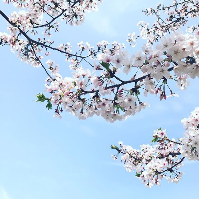 まだだ、まだ、散らんよ！もうちょっと楽しめますよ、桜。撮影地／松山市コミセン 「愛媛県3社共催 @kaizoku24 @fmmarche @sarala_hime の#海賊桜フォトコン2019 にエントリー中！」